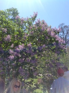 Syringa oblata, var. dilatata, 'Cheyenne'
