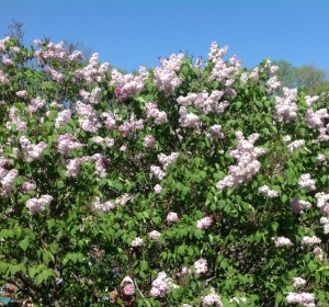 Syringa hyacithiflora, aka the Necker