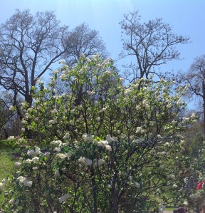 Frederick Law Olmsted