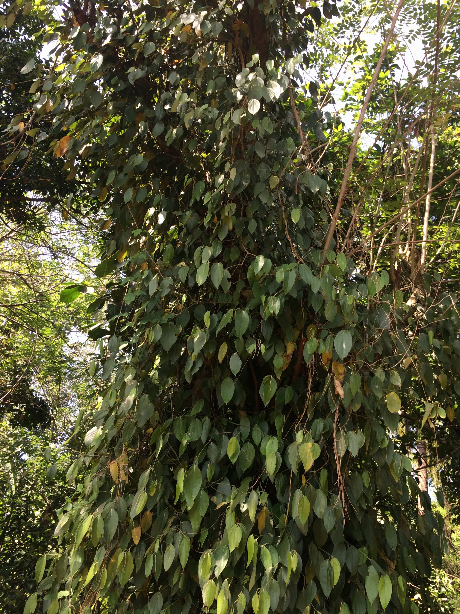 88FF890A-F646-4722-BFC0-413ACE84A890