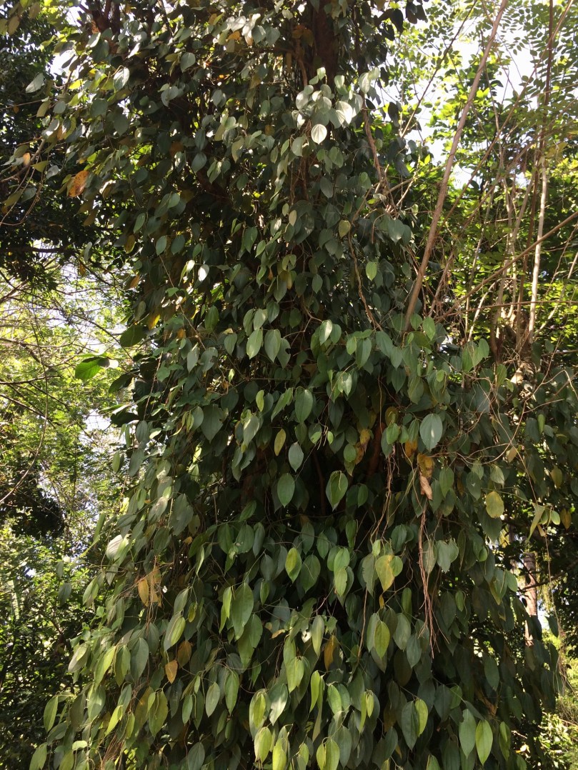 88FF890A-F646-4722-BFC0-413ACE84A890